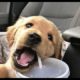 Funny dogs compilation[2019](#2)-Cute Puppies that will make you feel better