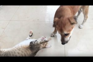 ??Funny puppies VS cute cats,Cats and Dogs Life