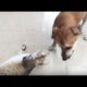 ??Funny puppies VS cute cats,Cats and Dogs Life