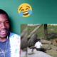 GETTING JUMPED BY LIONS LMFAO!!! - When Zoo Animals Attack Compilation Part 1 and 2 Reaction