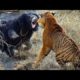 GREATEST FIGHTs IN ANIMAL WORLD |Lion|Tiger|Elephant|Gorilla|Crocodile|