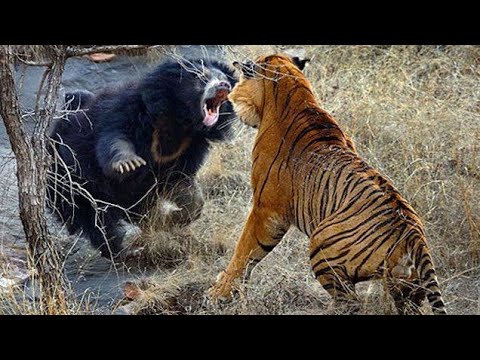 GREATEST FIGHTs IN ANIMAL WORLD |Lion|Tiger|Elephant|Gorilla|Crocodile|