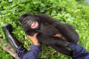 GoPro: Gorilla Tickling at the GRACE Center
