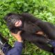 GoPro: Gorilla Tickling at the GRACE Center