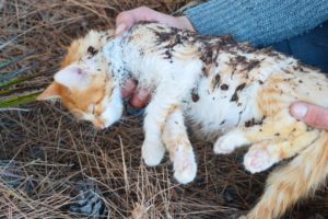 God has rescued abandoned kittens | The magic came to the cat |loveanimalworld