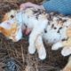 God has rescued abandoned kittens | The magic came to the cat |loveanimalworld