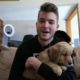 Golden Retriever Puppies - Sweet Dogs - Cute Puppies