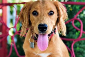 Golden retriever no one wants ( Jalapeno the dog )