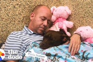 Guy Moves Into Animal Shelter Because He Loves This Pittie So Much | The Dodo Pittie Nation