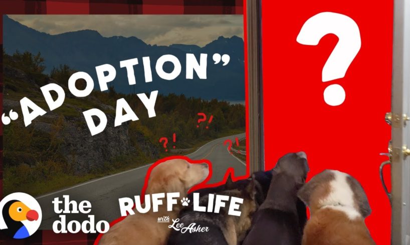 Guy With 9 Dogs Is So Tempted To Adopt 2 More | Ruff Life With Lee Asher