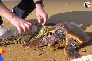 Guys Use Lighter to Rescue Sea Turtle Tangled In Trash | The Dodo