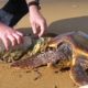 Guys Use Lighter to Rescue Sea Turtle Tangled In Trash | The Dodo