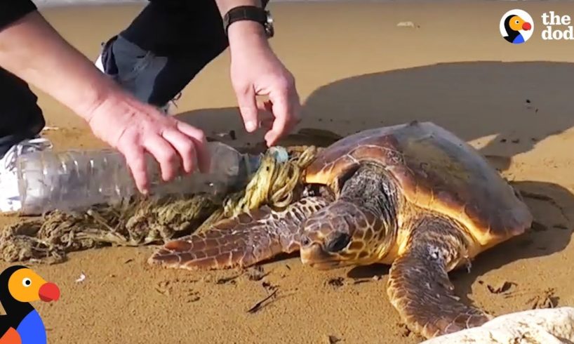 Guys Use Lighter to Rescue Sea Turtle Tangled In Trash | The Dodo
