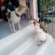 Ha ha... funny animal fight. watch till end ???