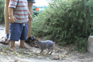 Hairless Yorkie puppies ~ World's Cutest puppies!!