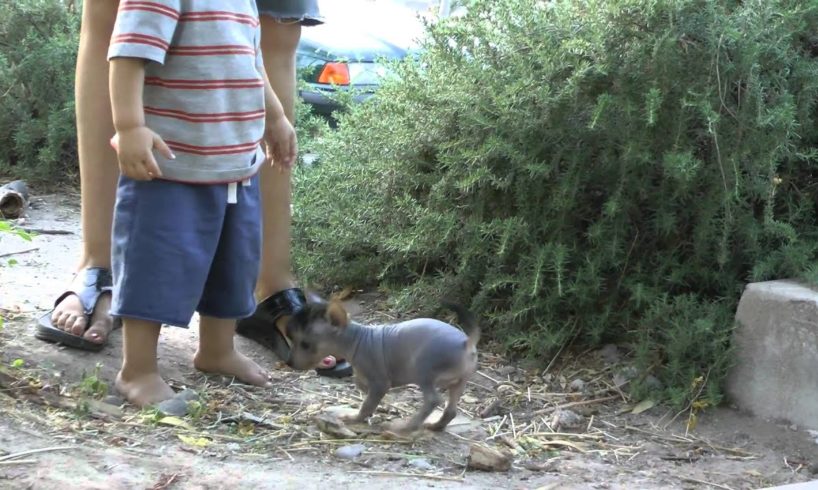 Hairless Yorkie puppies ~ World's Cutest puppies!!