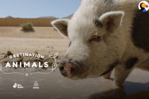 Hang Out With A Rescue Pig Who Eats Watermelon In Her Pool | The Dodo Airbnb Experiences