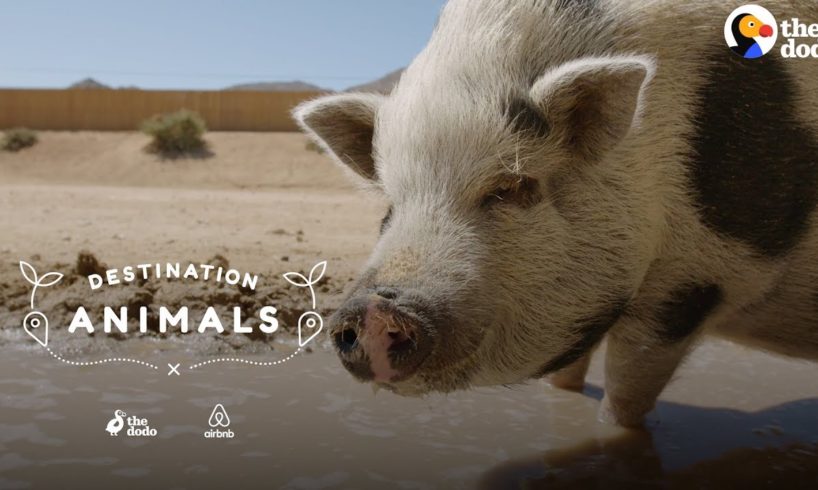 Hang Out With A Rescue Pig Who Eats Watermelon In Her Pool | The Dodo Airbnb Experiences