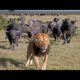 Hero Buffalo Kill Lions Nyati Alivyombatua Simba Mazimaa Amazing Animal Fight