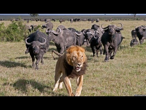 Hero Buffalo Kill Lions Nyati Alivyombatua Simba Mazimaa Amazing Animal Fight