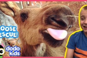 Hero Family Rescues Cutest Baby Moose Twins | Animal Videos For Kids | Dodo Kids: Rescued!