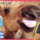Hero Family Rescues Cutest Baby Moose Twins | Animal Videos For Kids | Dodo Kids: Rescued!