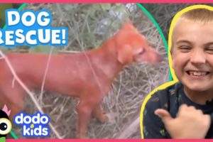 Hero Rescuer Saves Stuck Puppy With Special Pup Net! | Animal Videos For Kids | Dodo Kids: Rescued!