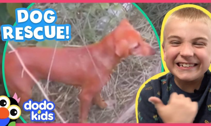 Hero Rescuer Saves Stuck Puppy With Special Pup Net! | Animal Videos For Kids | Dodo Kids: Rescued!