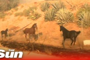 Heroic horse charges towards fire to rescue his family in California
