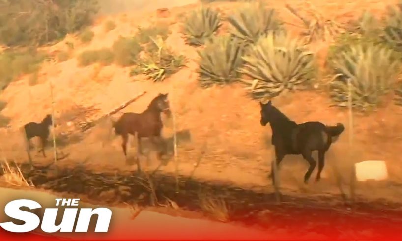 Heroic horse charges towards fire to rescue his family in California