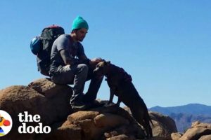 Hike With The World’s Most Resilient Pittie | The Dodo Airbnb Experiences