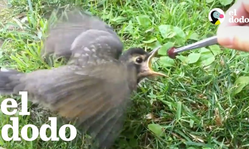 Hombre cría un pajarito bebé | El Dodo