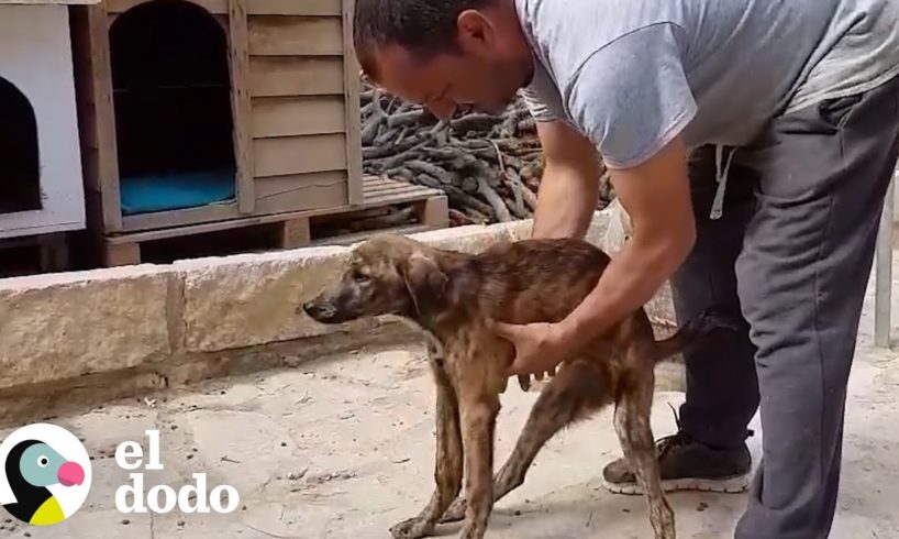 Hombre pasa semanas enseñándole a un perro a correr otra vez | El Dodo