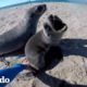 Hombre rescata todas las focas que puede en 3 minutos | El Dodo