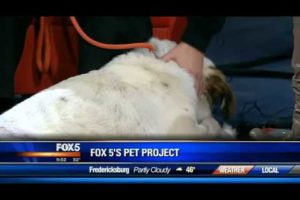 Homeless Animals Rescue Team (HART) on FOX 5 WTTG