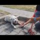 Homeless Dog Keeps Following People On The Street For A Heartbreaking Reason