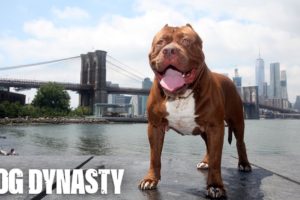 Hulk The Pit Bull Takes Over New York | DOG DYNASTY