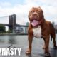 Hulk The Pit Bull Takes Over New York | DOG DYNASTY