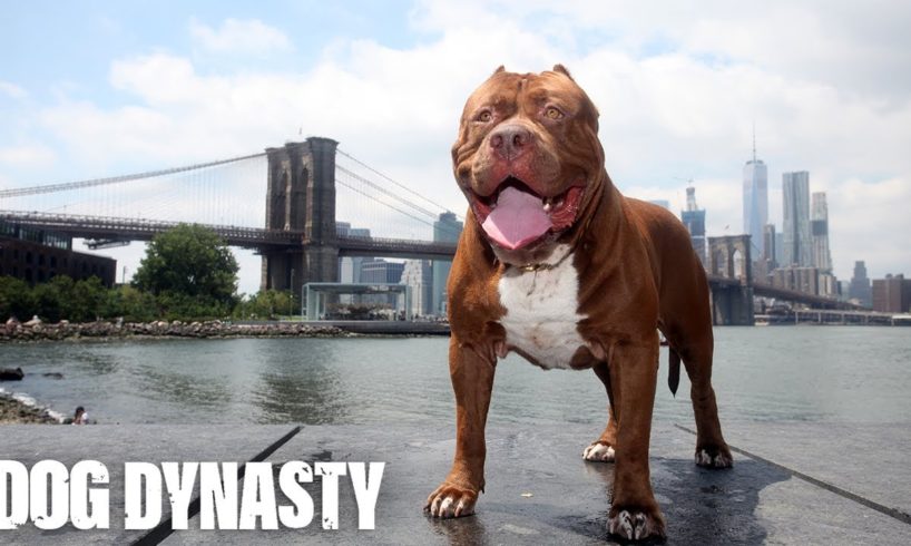 Hulk The Pit Bull Takes Over New York | DOG DYNASTY