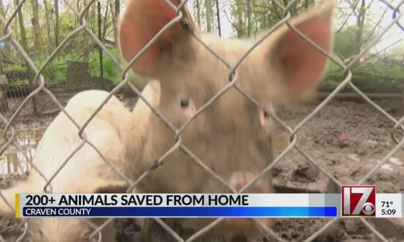 Hundreds of animals rescued from North Carolina home
