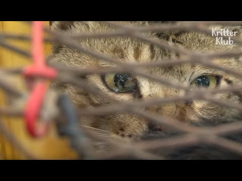 Hunted Stray Cats Drool In Fear Waiting For Their Turn To Be Boiled (Part 1) | Animal in Crisis EP87