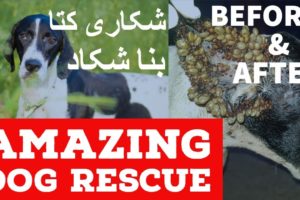 Hunting Dog Rescued| Pointer breed