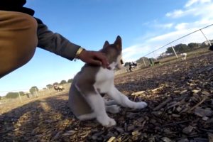 Husky Puppies - Cute Puppies