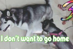 I don't want to go home #03?Cute Puppies❤️Try Not To Laugh - Cute animals compilation