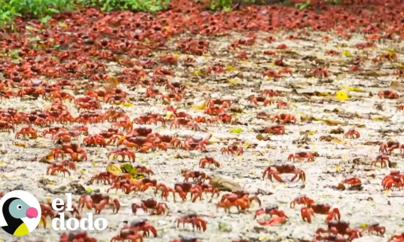 Increíble viaje de estos pequeñitos cangrejos | El Dodo