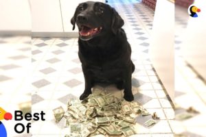Independent Dogs That Don't Need Hoomans | The Dodo Best Of