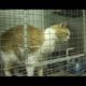 Indianapolis Southside Animal Shelter - Love Rescued