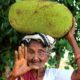 Jackfruit Biryani Recipe | Granny Cooking Jack fruit | Country foods