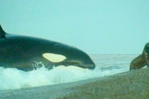 Killer Whales Hunt Sea Lions | Trials Of Life | BBC Earth