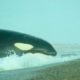 Killer Whales Hunt Sea Lions | Trials Of Life | BBC Earth